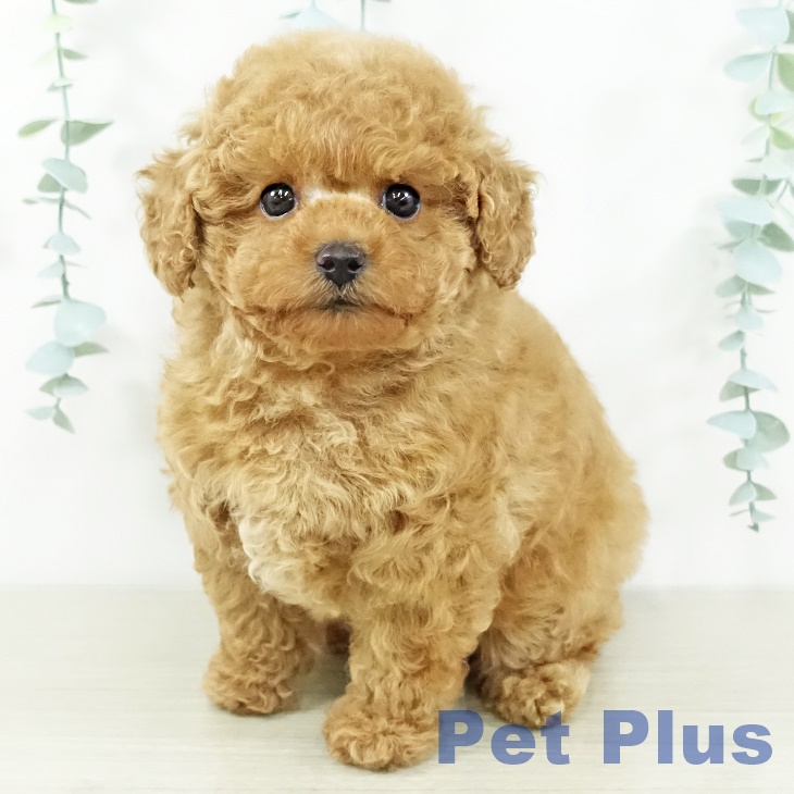 埼玉県のトイプードル(トイ) (ペットプラス ららぽーと新三郷店/2025年11月12日生まれ/男の子/アプリコット)の子犬の1枚目の画像