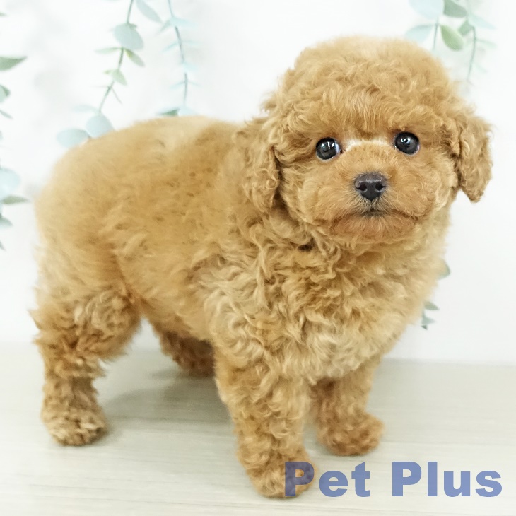 埼玉県のトイプードル(トイ) (ペットプラス ららぽーと新三郷店/2025年11月12日生まれ/男の子/アプリコット)の子犬の2枚目の画像