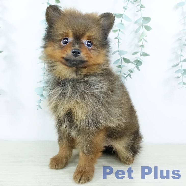 神奈川県のポメラニアン (ペッツワン 横須賀久里浜店/2025年11月13日生まれ/男の子/オレンジセーブル)の子犬の1枚目の画像