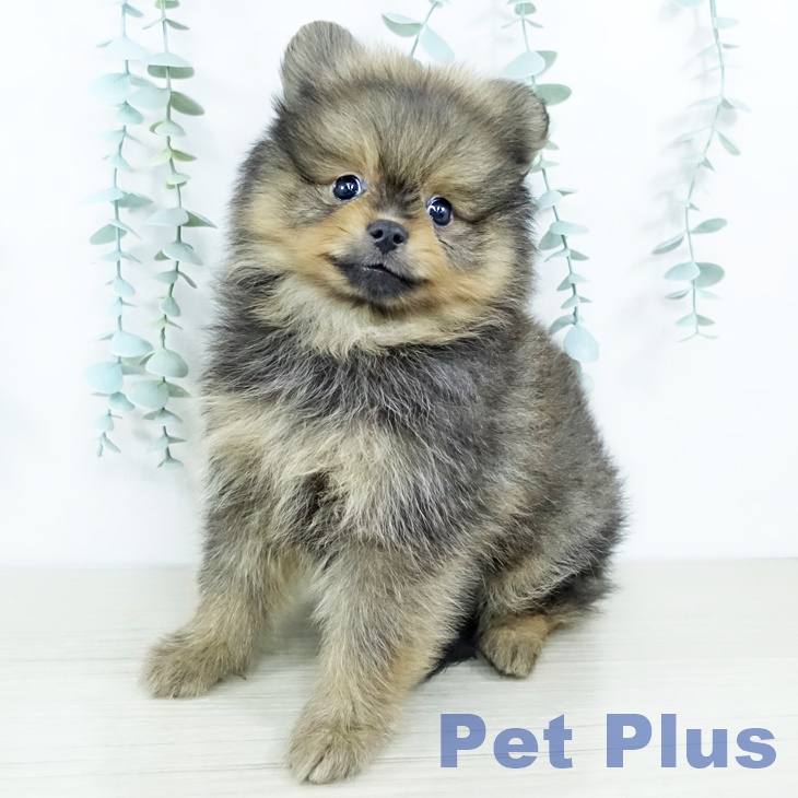 神奈川県のポメラニアン (ペットプラス 相模原並木店/2025年11月13日生まれ/男の子/オレンジセーブル)の子犬の1枚目の画像