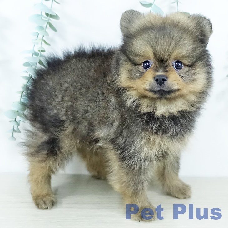 神奈川県のポメラニアン (ペットプラス 相模原並木店/2025年11月13日生まれ/男の子/オレンジセーブル)の子犬の2枚目の画像