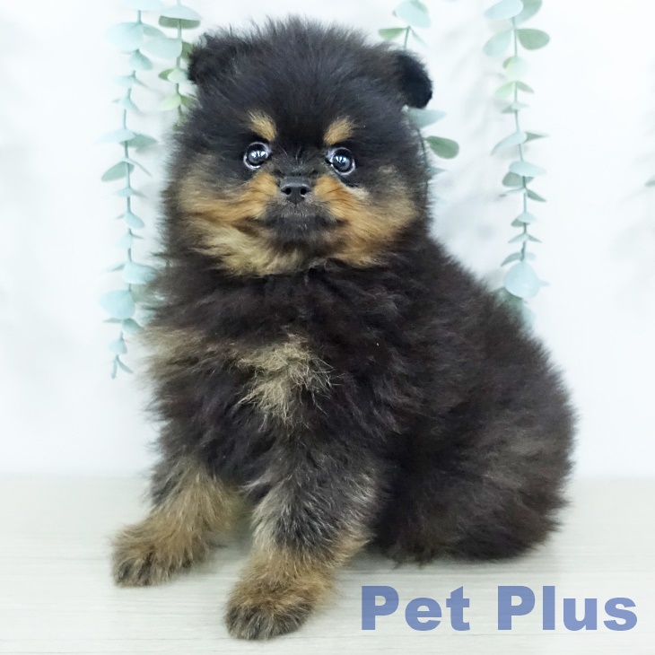 山形県のポメラニアン (ペットプラス 天童店/2025年11月13日生まれ/男の子/ブラックタン)の子犬