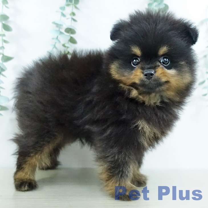 山形県のポメラニアン (ペットプラス 天童店/2025年11月13日生まれ/男の子/ブラックタン)の子犬の2枚目の画像
