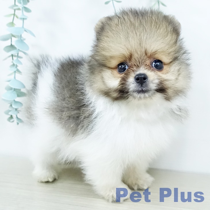 東京都のポメラニアン (ペットプラス 日の出店/2025年11月11日生まれ/男の子/オレンジホワイト)の子犬の1枚目の画像