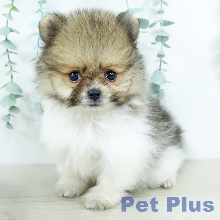 東京都のポメラニアン (ペットプラス 日の出店/2025年11月11日生まれ/男の子/オレンジホワイト)の子犬の2枚目の画像