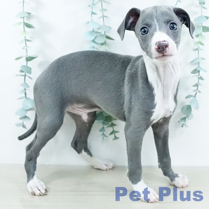 福島県のイタリアングレーハウンド (ペットプラス 福島店/2025年11月11日生まれ/男の子/ブルーホワイトマーキングス)の子犬