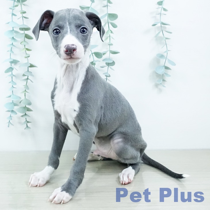 福島県のイタリアングレーハウンド (ペットプラス 福島店/2025年11月11日生まれ/男の子/ブルーホワイトマーキングス)の子犬の2枚目の画像