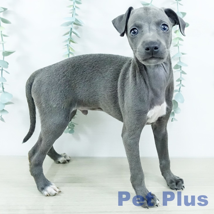 千葉県のイタリアングレーハウンド (ペットプラス 幕張新都心店/2025年11月11日生まれ/男の子/ブルーホワイトマーキングス)の子犬の1枚目の画像
