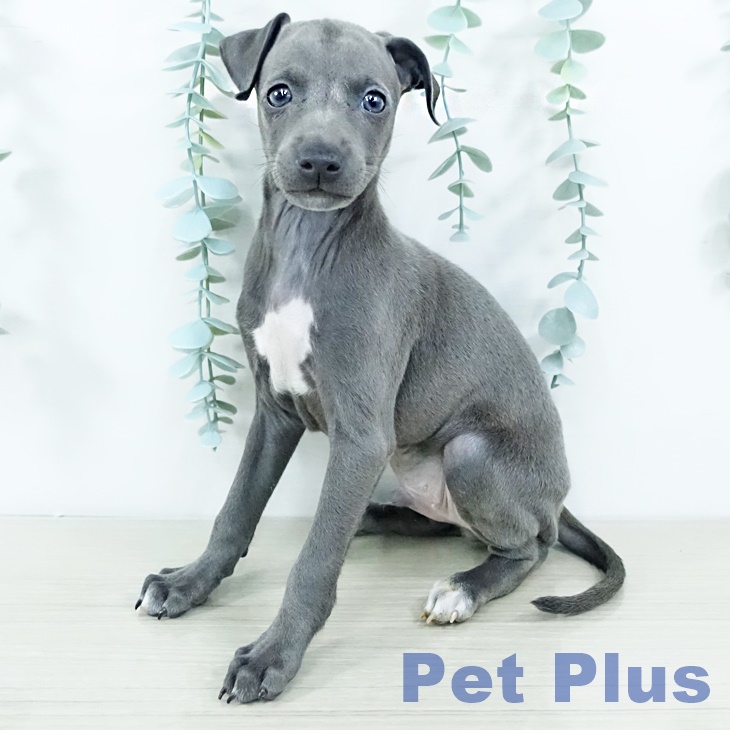 千葉県のイタリアングレーハウンド (ペットプラス 幕張新都心店/2025年11月11日生まれ/男の子/ブルーホワイトマーキングス)の子犬の2枚目の画像