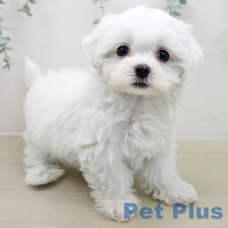 宮城県のマルチーズ (ペットプラス 仙台上杉店/2025年11月14日生まれ/男の子/ホワイト)の子犬の1枚目の画像