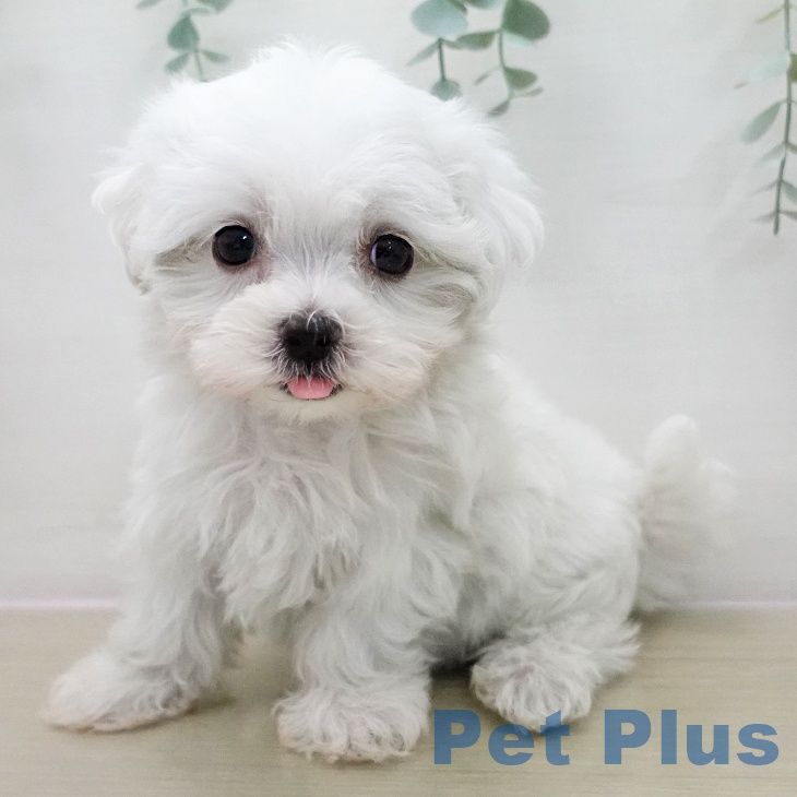 宮城県のマルチーズ (ペットプラス 仙台上杉店/2025年11月14日生まれ/男の子/ホワイト)の子犬の2枚目の画像