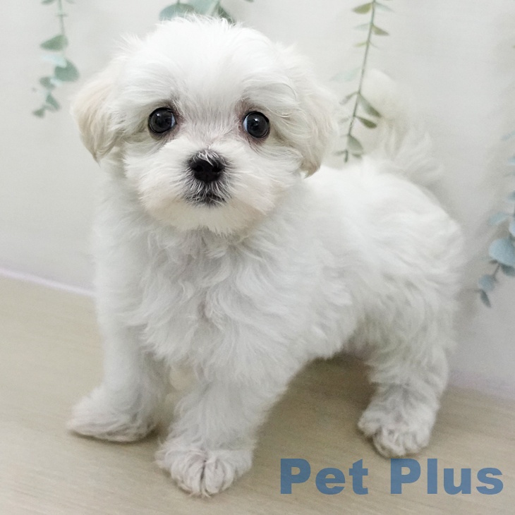 埼玉県のマルチーズ (ペットプラス 八潮店/2025年11月14日生まれ/男の子/ホワイト)の子犬の1枚目の画像