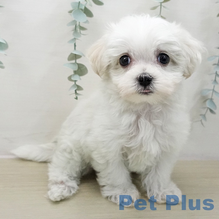 埼玉県のマルチーズ (ペットプラス 八潮店/2025年11月14日生まれ/男の子/ホワイト)の子犬の2枚目の画像