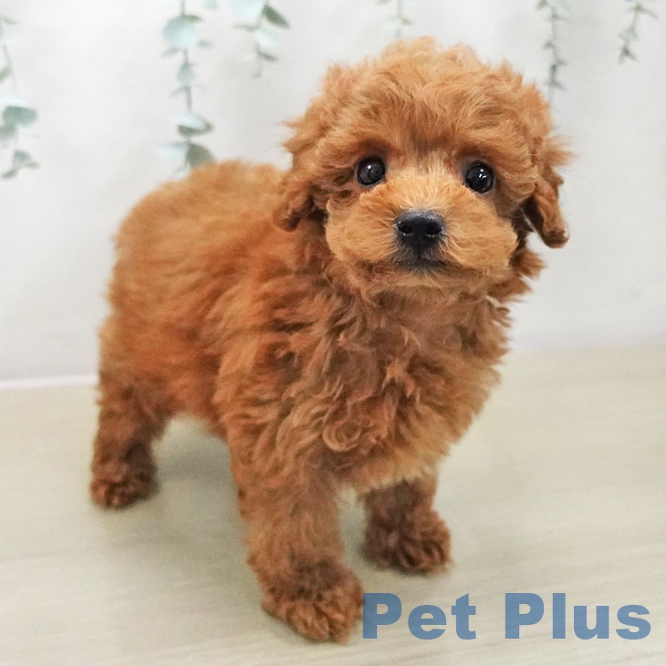 東京都のトイプードル(トイ) (ペットプラス 板橋店/2025年11月13日生まれ/男の子/レッド)の子犬の1枚目の画像