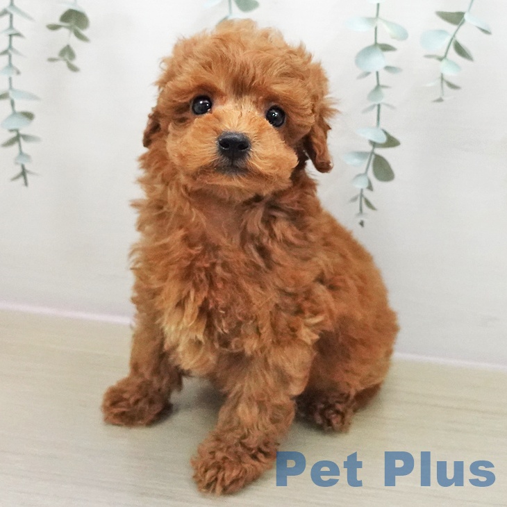 東京都のトイプードル(トイ) (ペットプラス 板橋店/2025年11月13日生まれ/男の子/レッド)の子犬の2枚目の画像