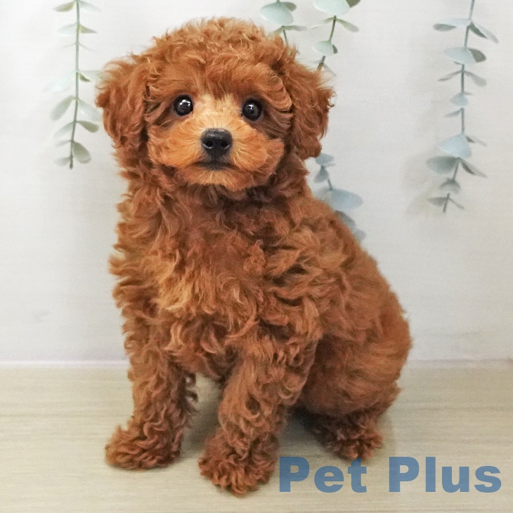 茨城県のトイプードル(トイ) (ペッツワン 古河店/2025年11月13日生まれ/男の子/レッド)の子犬の1枚目の画像