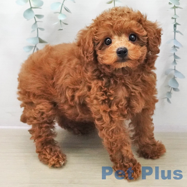 茨城県のトイプードル(トイ) (ペッツワン 古河店/2025年11月13日生まれ/男の子/レッド)の子犬の2枚目の画像