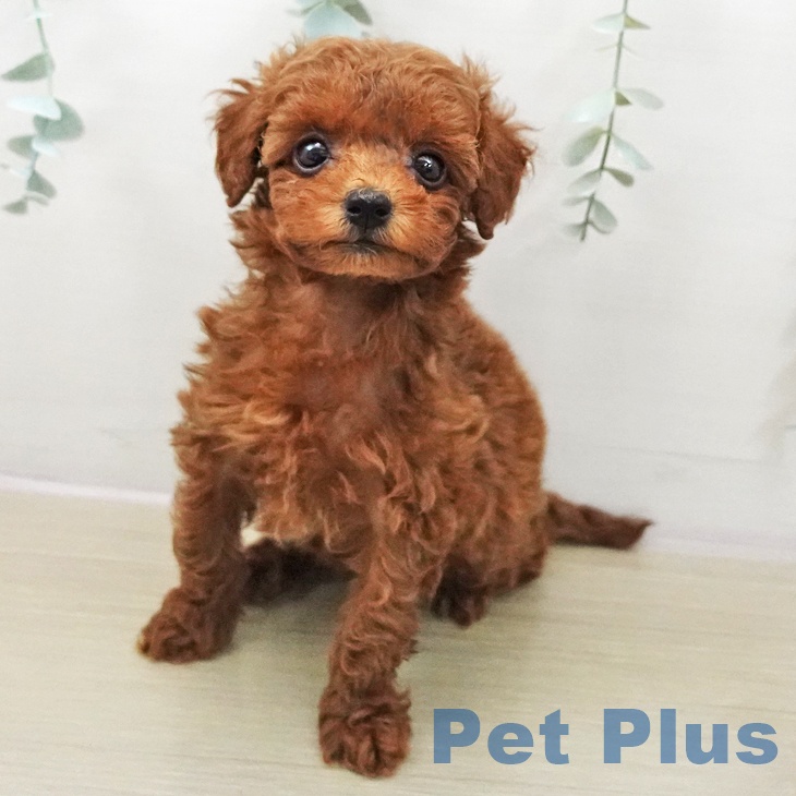 埼玉県のトイプードル(トイ) (ペットプラス 浦和美園店/2025年11月14日生まれ/女の子/レッド)の子犬の1枚目の画像