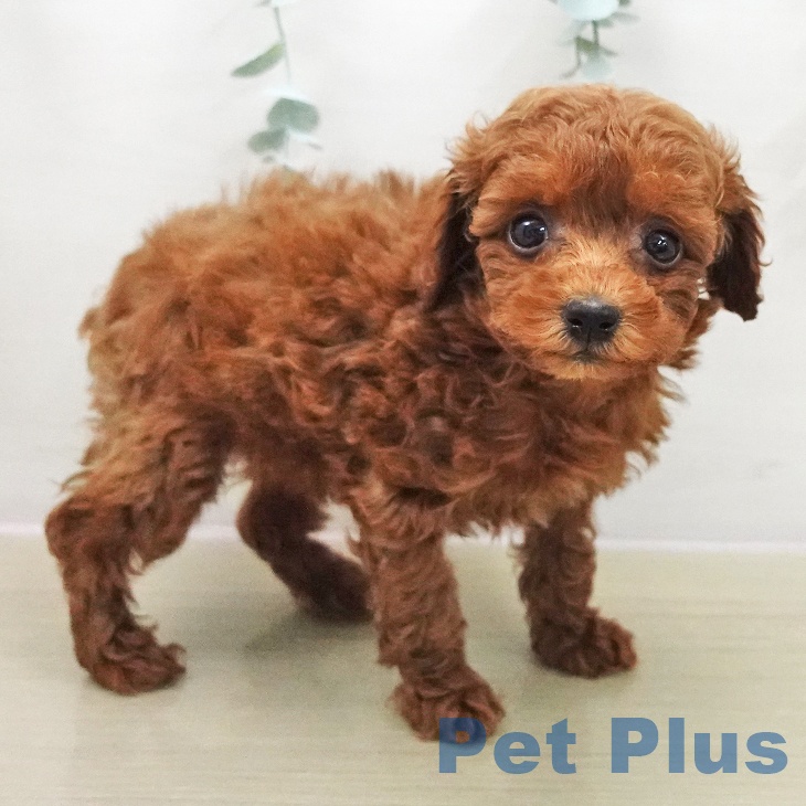 埼玉県のトイプードル(トイ) (ペットプラス 浦和美園店/2025年11月14日生まれ/女の子/レッド)の子犬の2枚目の画像