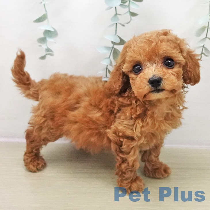 東京都のトイプードル(トイ) (ペットプラス アクアシティお台場店/2025年11月14日生まれ/女の子/レッド)の子犬の1枚目の画像