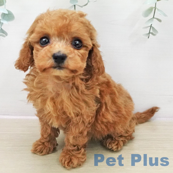 東京都のトイプードル(トイ) (ペットプラス アクアシティお台場店/2025年11月14日生まれ/女の子/レッド)の子犬の2枚目の画像