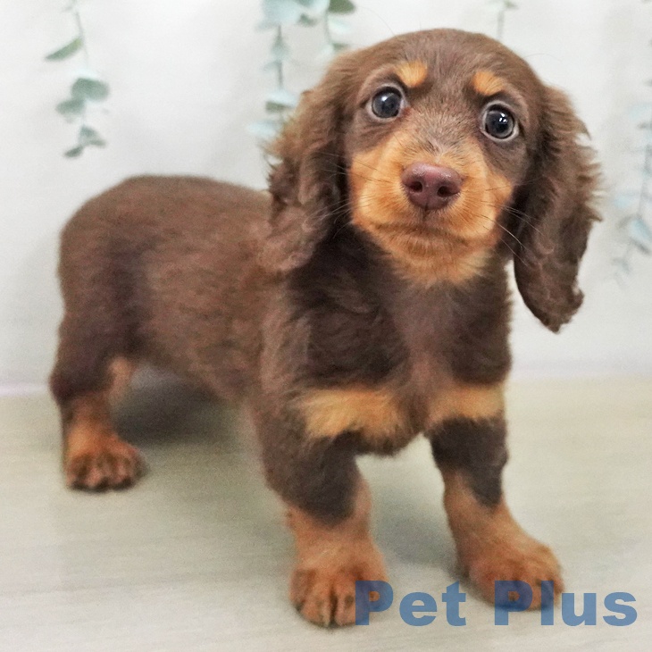 埼玉県のミニチュアダックスフンド(ロング) (ペッツワン 吉川美南店/2025年11月14日生まれ/男の子/チョコレートタン)の子犬の1枚目の画像