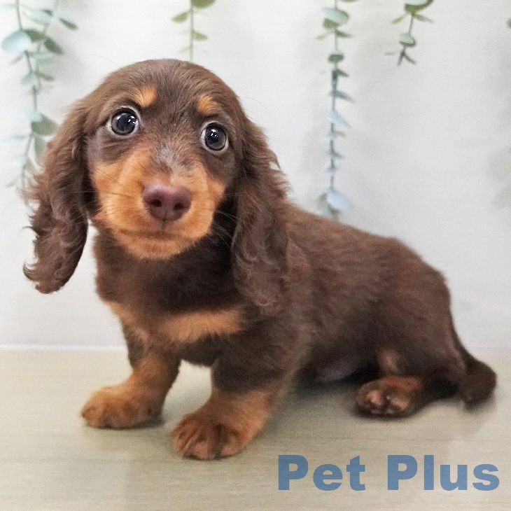 埼玉県のミニチュアダックスフンド(ロング) (ペッツワン 吉川美南店/2025年11月14日生まれ/男の子/チョコレートタン)の子犬の2枚目の画像