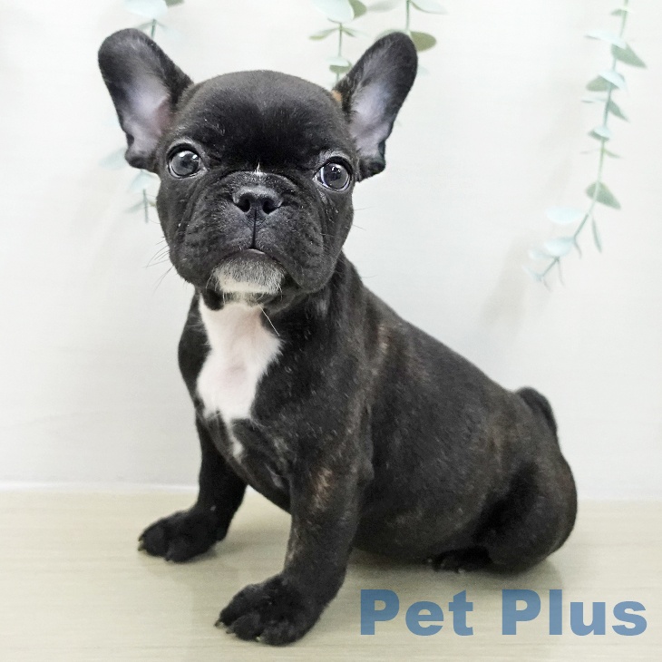 千葉県のフレンチブルドッグ (ペットプラス 幕張新都心店/2025年11月15日生まれ/男の子/ブリンドルホワイト)の子犬の1枚目の画像