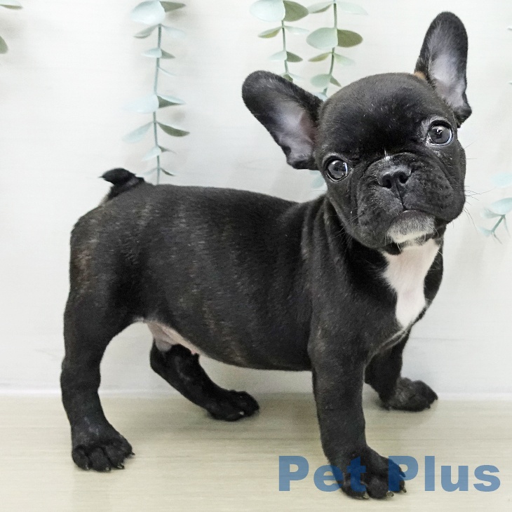 千葉県のフレンチブルドッグ (ペットプラス 幕張新都心店/2025年11月15日生まれ/男の子/ブリンドルホワイト)の子犬の2枚目の画像
