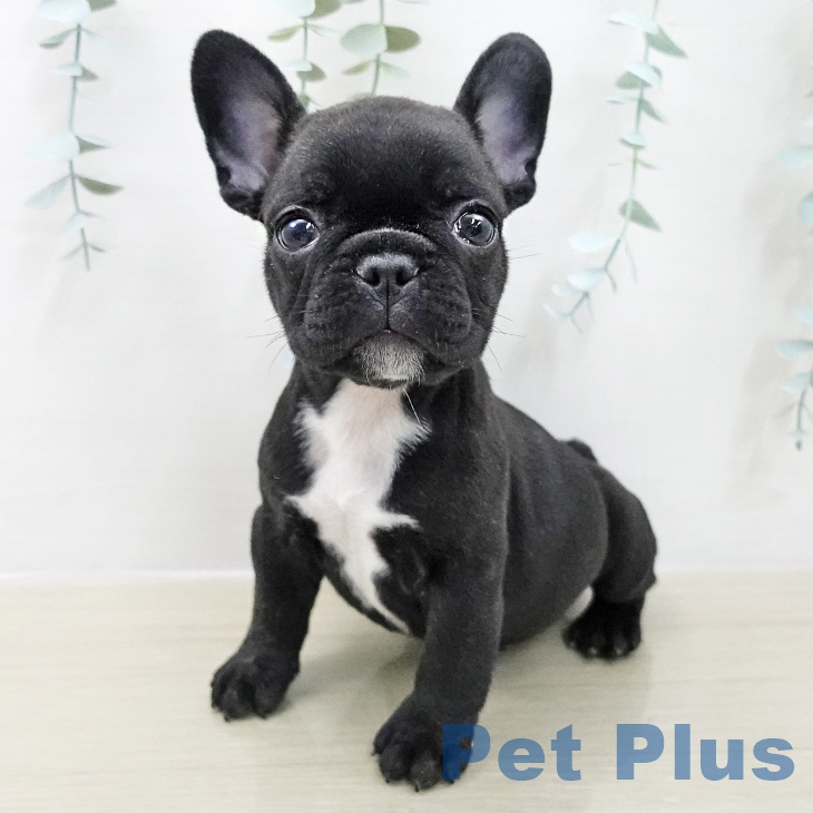 埼玉県のフレンチブルドッグ (ペットプラス ららぽーと新三郷店/2025年11月15日生まれ/男の子/ブリンドルホワイト)の子犬の1枚目の画像