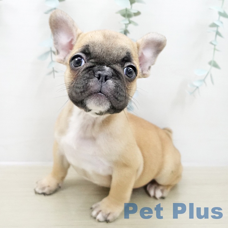 千葉県のフレンチブルドッグ (ペットプラス 幕張新都心店/2025年11月15日生まれ/男の子/フォーン)の子犬の1枚目の画像