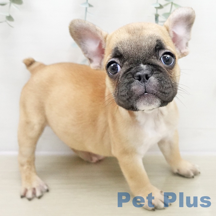 千葉県のフレンチブルドッグ (ペットプラス 幕張新都心店/2025年11月15日生まれ/男の子/フォーン)の子犬の2枚目の画像