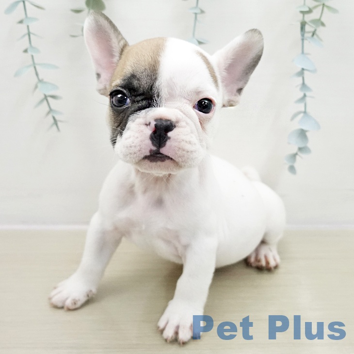 千葉県のフレンチブルドッグ (ペットプラス 八千代緑が丘店/2025年11月15日生まれ/男の子/ホワイトフォーン)の子犬の1枚目の画像