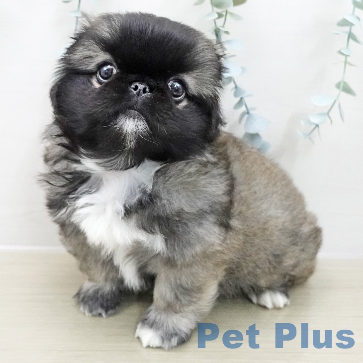 埼玉県のペキニーズ (ペットプラス 与野店/2025年11月15日生まれ/男の子/フォーンホワイト)の子犬の1枚目の画像