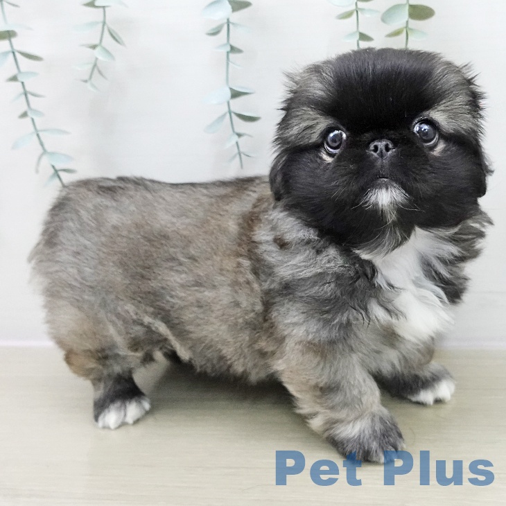 埼玉県のペキニーズ (ペットプラス 与野店/2025年11月15日生まれ/男の子/フォーンホワイト)の子犬の2枚目の画像