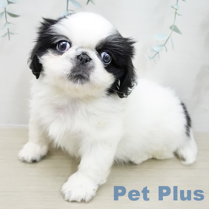 茨城県のペキニーズ (ペットプラス つくば店/2025年11月15日生まれ/男の子/ホワイトブラック)の子犬の2枚目の画像