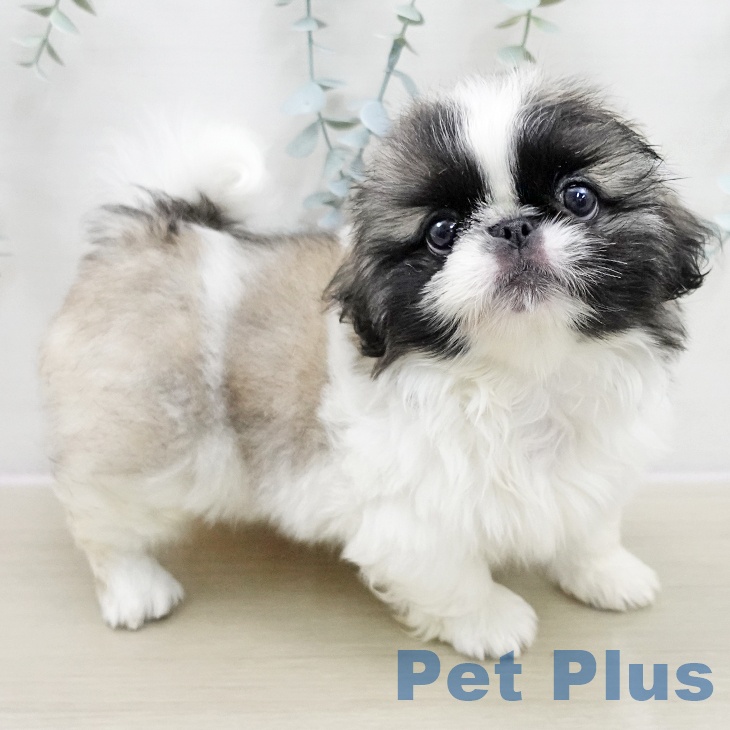 宮城県のペキニーズ (ペットプラス 仙台上杉店/2025年11月15日生まれ/女の子/フォーンホワイト)の子犬
