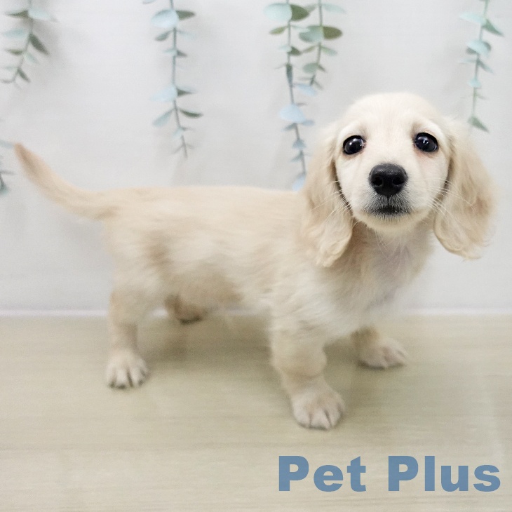 埼玉県のミニチュアダックスフンド(ロング) (ペットプラス 羽生店/2025年11月14日生まれ/男の子/イエロー)の子犬の2枚目の画像