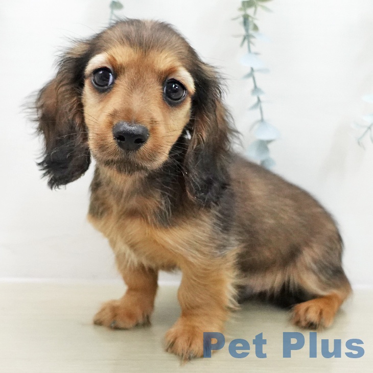 千葉県のミニチュアダックスフンド(ロング) (ペットプラス 幕張新都心店/2025年11月14日生まれ/男の子/シェーデットレッド)の子犬の1枚目の画像