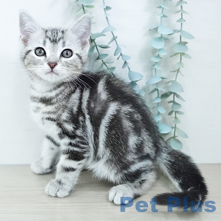 埼玉県のアメリカンショートヘアー (ペットプラス 浦和美園店/2025年11月15日生まれ/男の子/シルバータビー)の子猫の1枚目の画像