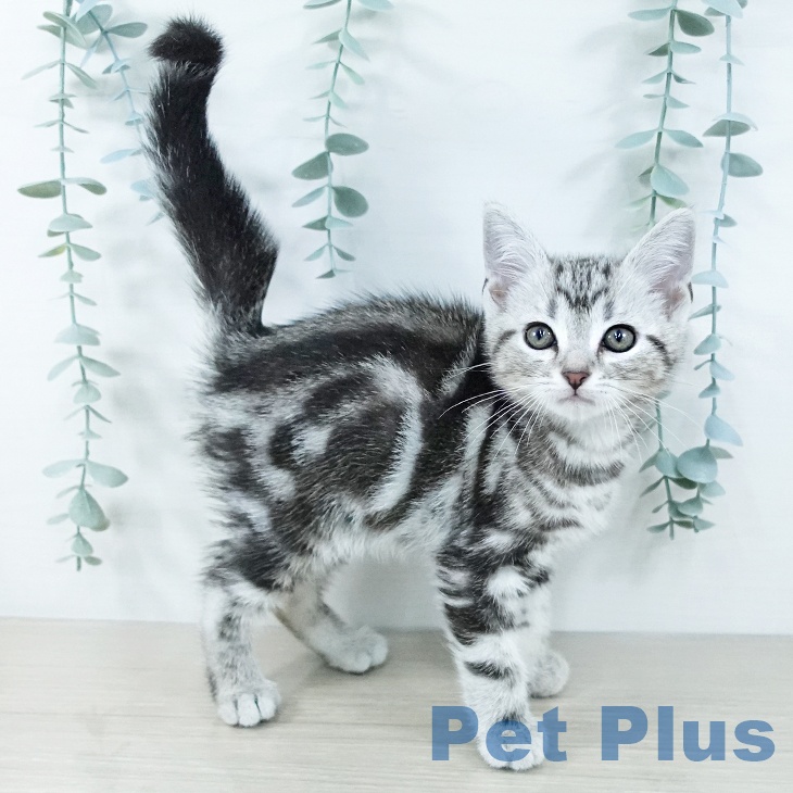 埼玉県のアメリカンショートヘアー (ペットプラス 浦和美園店/2025年11月15日生まれ/男の子/シルバータビー)の子猫の2枚目の画像