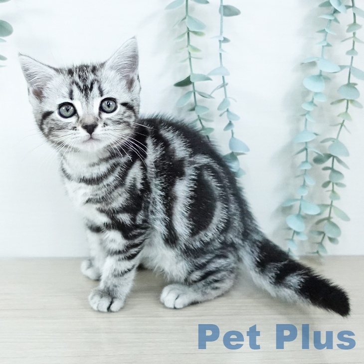茨城県のアメリカンショートヘアー (ペットプラス つくば店/2025年11月15日生まれ/女の子/シルバータビー)の子猫の1枚目の画像