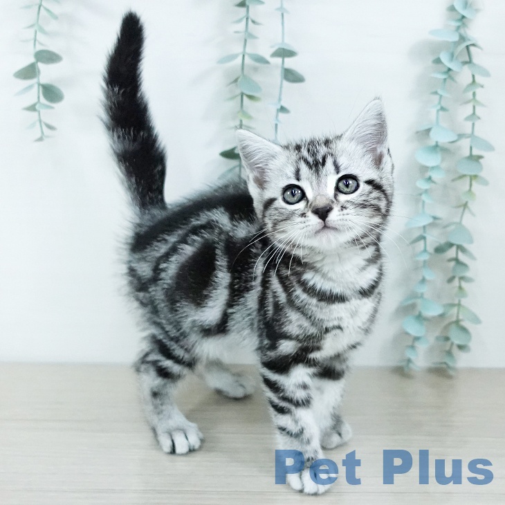 茨城県のアメリカンショートヘアー (ペットプラス つくば店/2025年11月15日生まれ/女の子/シルバータビー)の子猫の2枚目の画像