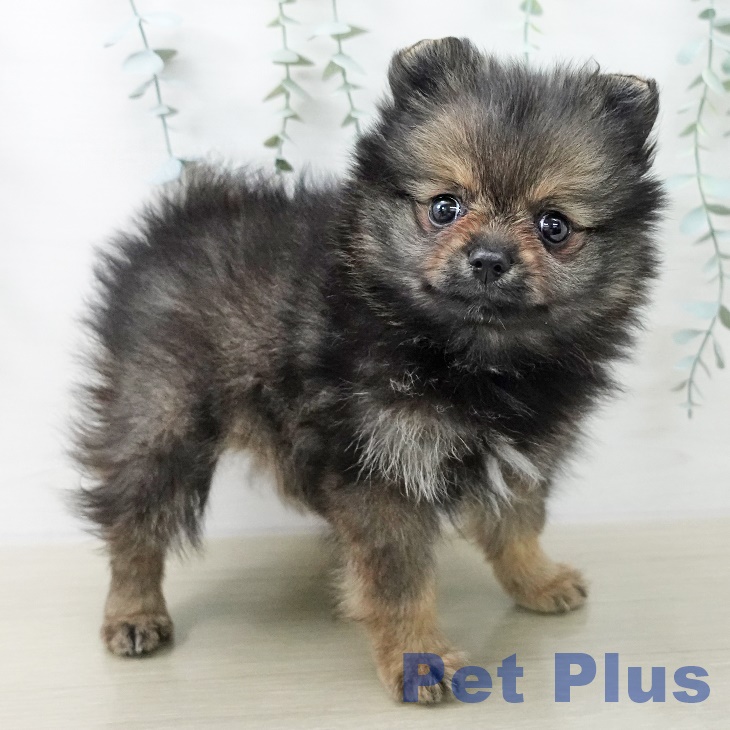 神奈川県のポメラニアン (ペットプラス ゆめが丘ソラトス店/2025年11月15日生まれ/女の子/オレンジセーブル)の子犬の1枚目の画像