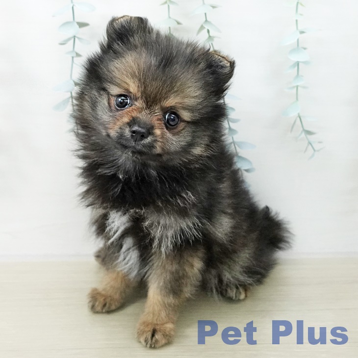 神奈川県のポメラニアン (ペットプラス ゆめが丘ソラトス店/2025年11月15日生まれ/女の子/オレンジセーブル)の子犬の2枚目の画像