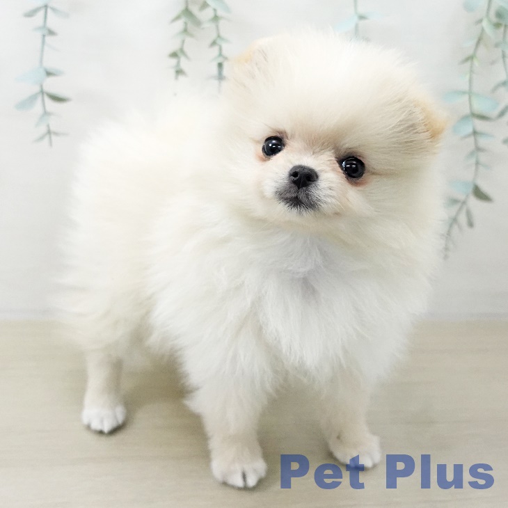 千葉県のポメラニアン (ペットプラス 幕張新都心店/2025年11月15日生まれ/女の子/クリーム)の子犬の2枚目の画像