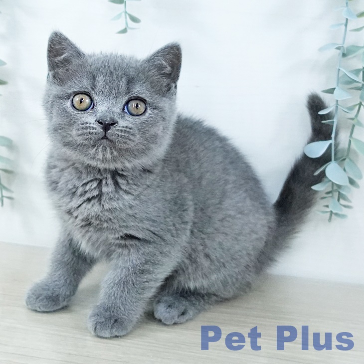 埼玉県のブリティッシュショートヘアー (ペットプラス 浦和美園店/2025年11月10日生まれ/男の子/ブルー)の子猫の1枚目の画像