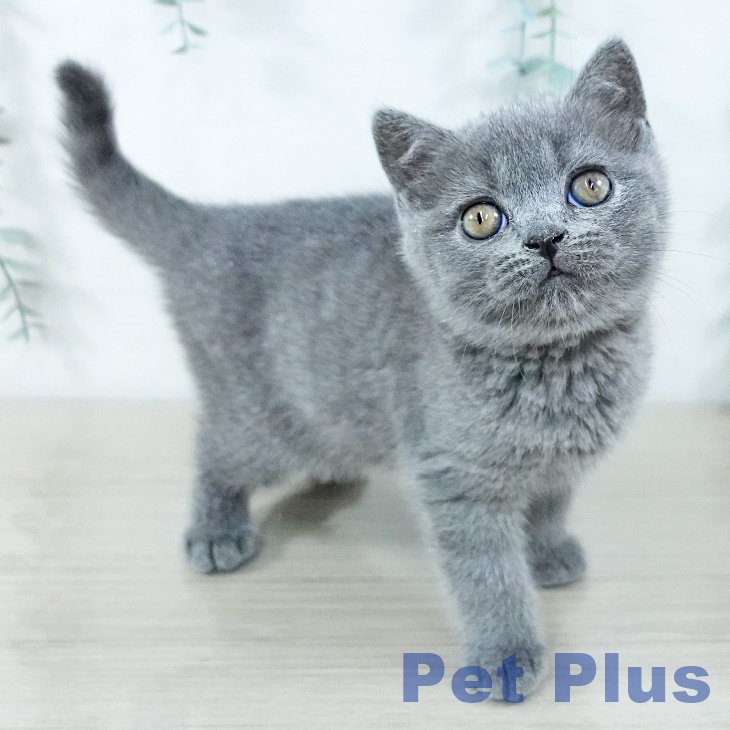 埼玉県のブリティッシュショートヘアー (ペットプラス 浦和美園店/2025年11月10日生まれ/男の子/ブルー)の子猫の2枚目の画像