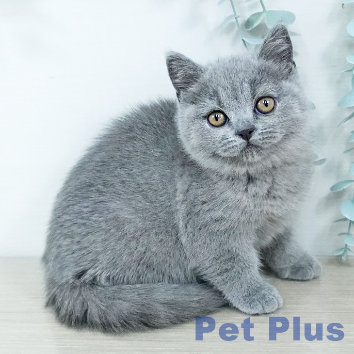 埼玉県のブリティッシュショートヘアー (ペットプラス コクーンシティ店/2025年11月10日生まれ/女の子/ブルー)の子猫の1枚目の画像