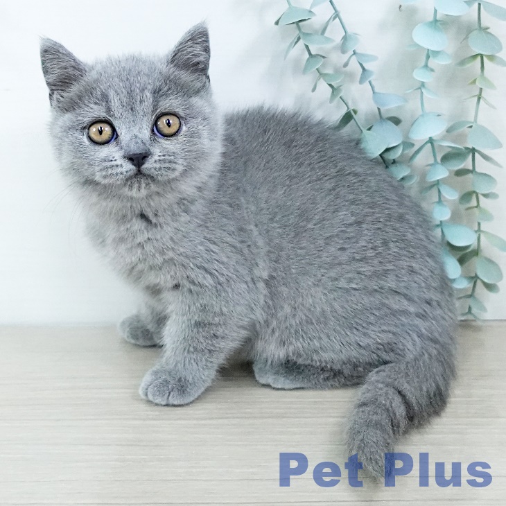 埼玉県のブリティッシュショートヘアー (ペットプラス コクーンシティ店/2025年11月10日生まれ/女の子/ブルー)の子猫の2枚目の画像